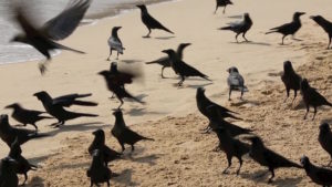 Crows-on-Beach-300x169